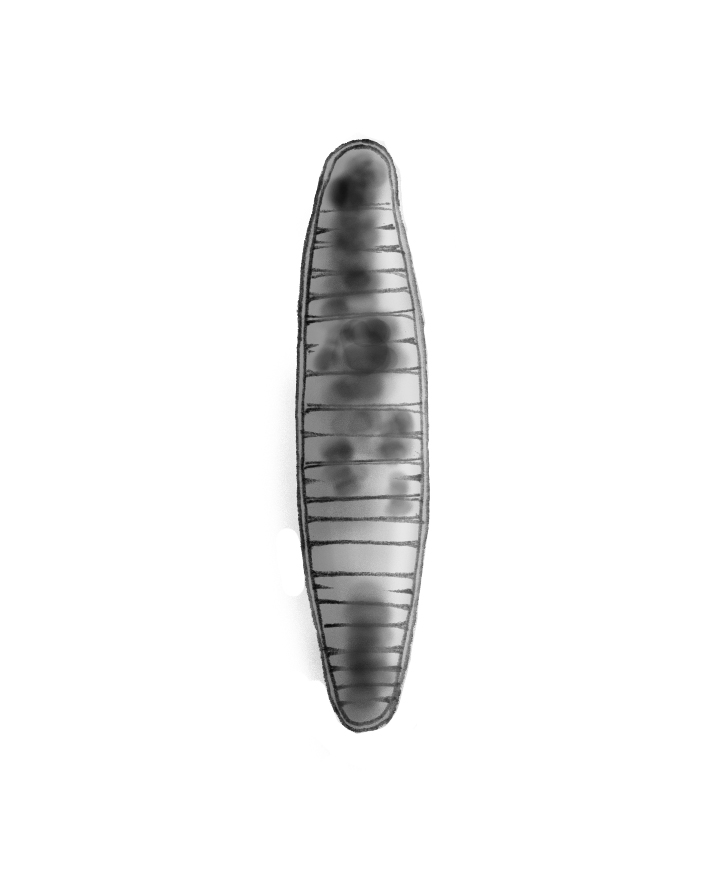Dictyocha speculum